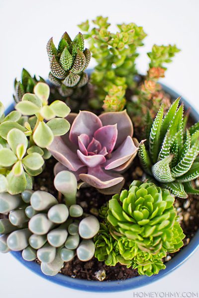 Mini Succulent Garden - Homey Oh My